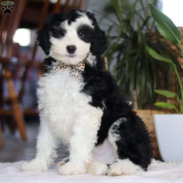 Thumper, Mini Sheepadoodle Puppy